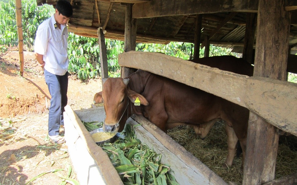 Quy trình công nghệ nuôi vỗ béo bò thịt trong nông hộ
