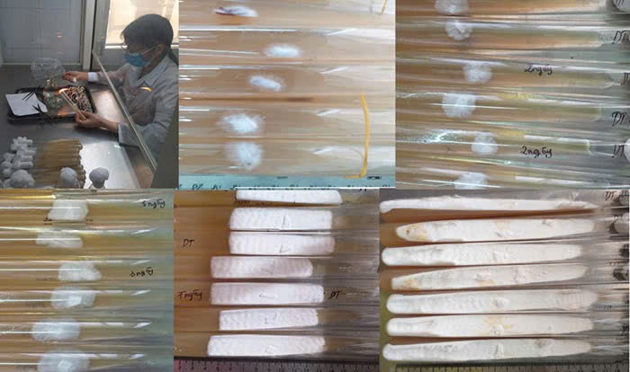 Quy trình phân lập, nhân giống nấm chân dài (Clitocybe maxima)